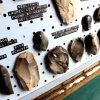 Neolithic Flint Tool Collection - 21 pieces-16975