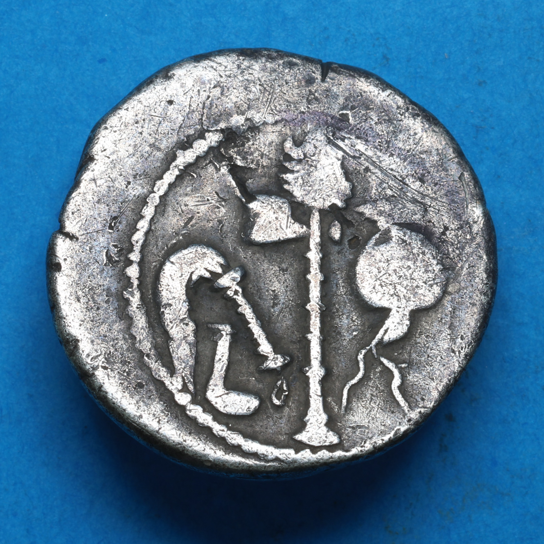 Roman Imperatorial Julius Caesar 49 BC Silver Denarius - Image 4