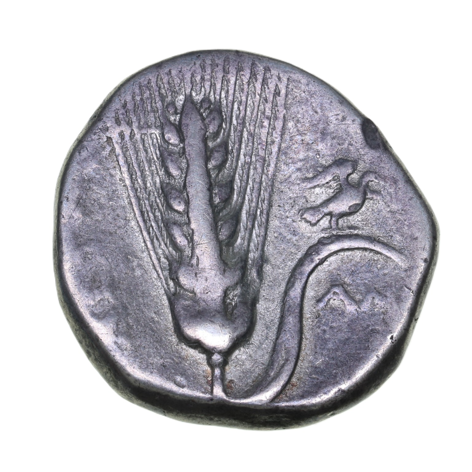 Lucania Metapontion 340-330 BC Silver Stater - Image 2