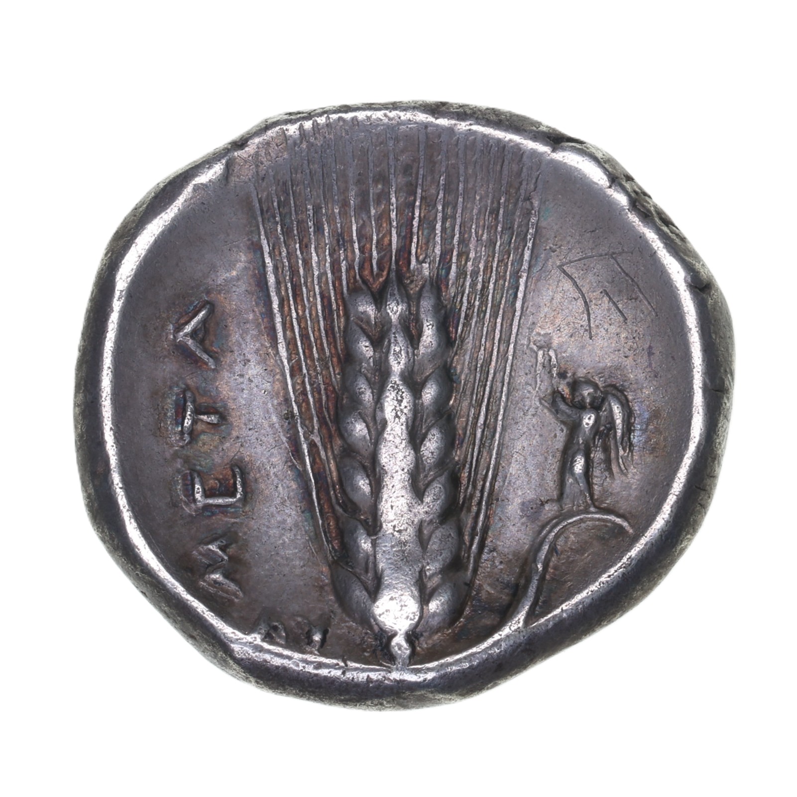 Lucania Metapontion 340-330 BC Silver Didrachm - Image 2
