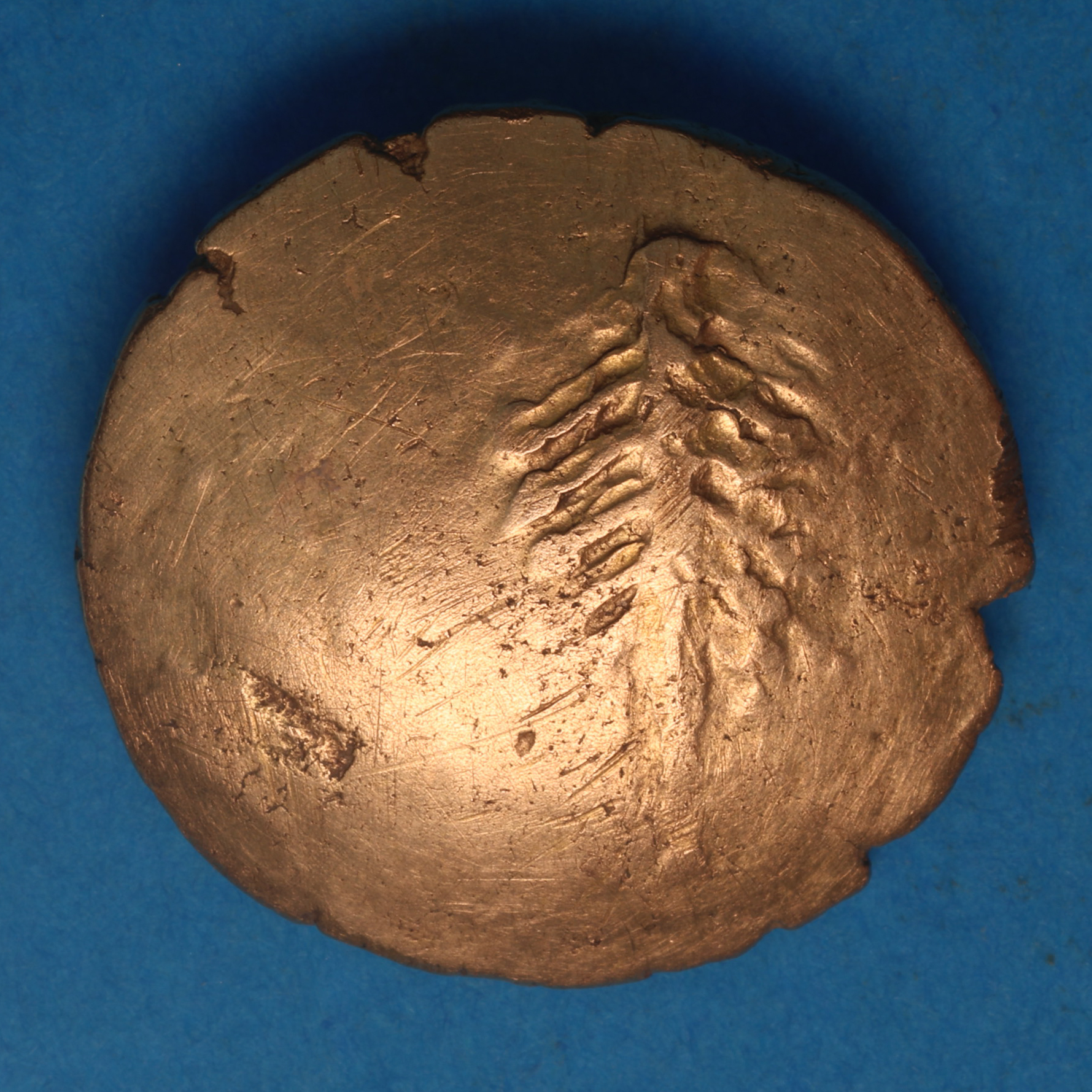 Dobunni Corio C.20 BC-AD 5 Gold Stater Corio Tree - Image 4